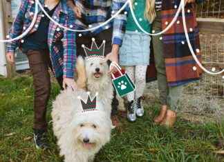 Ultimate Pet Gift Guide for Owners and Pets: Emily Henderson’s Top Picks ultimate-pet-gift-guide-for-owners-and-pets-emily-hendersons-top-picks