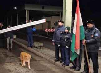 First Stray Dog to Cross New Romania-Hungary Border first-stray-dog-to-cross-new-romania-hungary-border