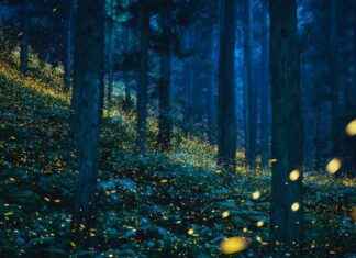 Capturing Japan’s Summer Fireflies: A Photographer’s Perspective capturing-japans-summer-fireflies-a-photographers-perspective