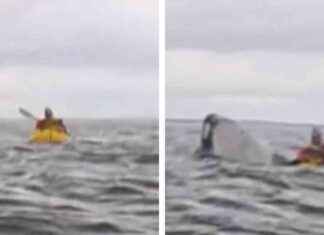 Humpback Whale Swallows Kayaker, Spits Out – Watch Video humpback-whale-swallows-kayaker-spits-out-watch-video