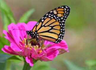 Monarch Butterfly Population Hits Record Low in North America monarch-butterfly-population-hits-record-low-in-north-america