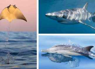 Passionate Ocean Photographer Capturing Marine Life Beauty passionate-ocean-photographer-capturing-marine-life-beauty