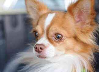 Research: Dogs with Higher Intelligence Have Smaller Brains research-dogs-with-higher-ntelligence-have-smaller-brains