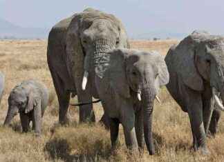 Understanding Elephant Grief: Insights into Intelligent Animal Behavior understanding-elephant-grief-nsights-into-ntelligent-animal-behavior