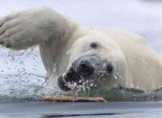 Winners of 2025 World Nature Photography Awards winners-of-2025-world-nature-photography-awards