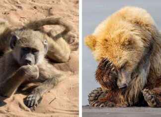 2024 Comedy Wildlife Awards: Unseen Entries for a Good Laugh 2024-comedy-wildlife-awards-unseen-entries-for-a-good-laugh