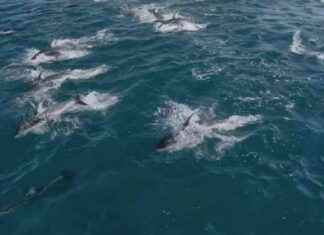 Rare Video of Massive Pod with 2,500 Dolphins rare-video-of-massive-pod-with-2500-dolphins