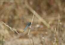 A Court Of Thorns And Roses Fan Art: Stunning Creations A Court Of Thorns And Roses Fan Art: Stunning Creations