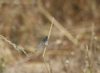 A Court Of Thorns And Roses Fan Art: Stunning Creations A Court Of Thorns And Roses Fan Art: Stunning Creations