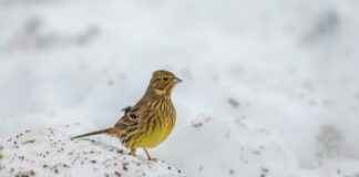 Black Christmas Tree Decorations: Bold And Beautiful Ideas Black Christmas Tree Decorations: Bold And Beautiful Ideas