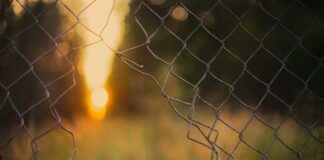 Flower Clip Art Black And White: Elegant Free Designs Flower Clip Art Black And White: Elegant Free Designs