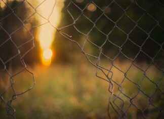 Flower Clip Art Black And White: Elegant Free Designs Flower Clip Art Black And White: Elegant Free Designs