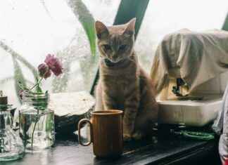 Hello Kitty Room Decor: Cute And Creative Room Ideas Hello Kitty Room Decor: Cute And Creative Room Ideas