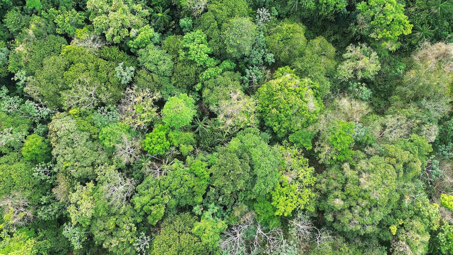 Why Choose Home Depot for Christmas Decorations?