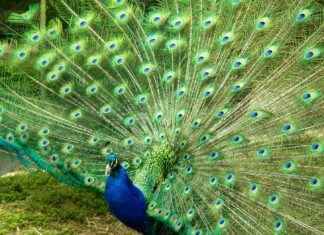 Jones Hall For The Performing Arts: Houston’s Best Shows Jones Hall For The Performing Arts: Houston's Best Shows