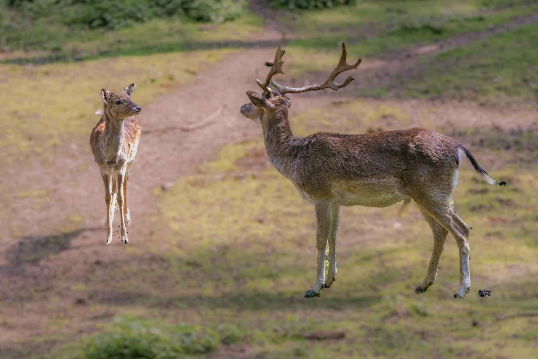 Outdoor Christmas Decorations Clearance: Save Big Now 2 Types of Outdoor Decorations on Sale