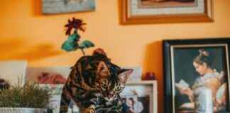 Paw Patrol Birthday Decorations: Perfect Party Essentials Paw Patrol Birthday Decorations: Perfect Party Essentials