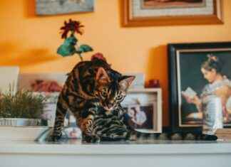 Paw Patrol Birthday Decorations: Perfect Party Essentials Paw Patrol Birthday Decorations: Perfect Party Essentials