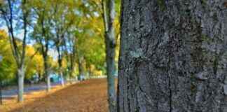 Trunk Or Treat Car Decorations: Creative Themes You’ll Love Trunk Or Treat Car Decorations: Creative Themes You’ll Love