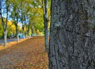 Trunk Or Treat Car Decorations: Creative Themes You’ll Love Trunk Or Treat Car Decorations: Creative Themes You’ll Love