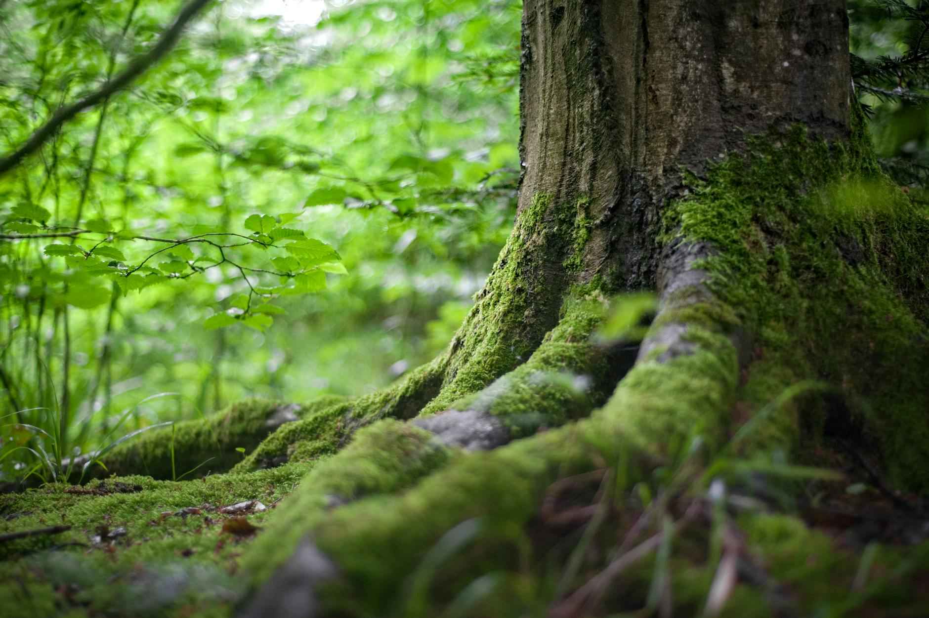 Choosing the Right Wood