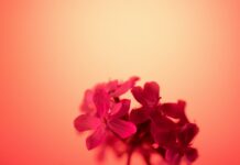 Sharon Lynne Wilson Center for the Arts: Uncover Hidden Treasures