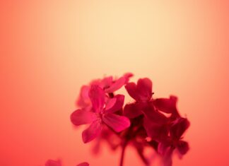 Sharon Lynne Wilson Center for the Arts: Uncover Hidden Treasures