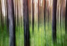 Ferguson Center For The Arts: Discover Stunning Creative Experiences