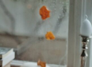 The Art Of Racing In The Rain Book: Unraveling Its Heartfelt Lessons