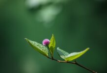 The Intersection of Art and the Natural World: Exploring Unconventional Inspirations The Intersection of Art and the Natural World: Exploring Unconventional Inspirations